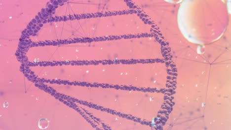 animation of bubbles over dna strand and network of connections on pink background
