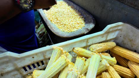 view of corn cobs whole and peeled with a knife.