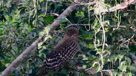 Die-Buffy-Fish-Owl-Ist-Eine-Große-Eule-Und-Doch-Die-Kleinste-Unter-Den-Vier-Fischeulen