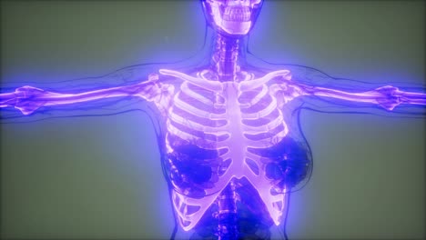 transparent human body with visible bones