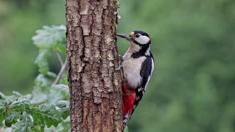 Adorable-Pájaro-Mayor-Dendrocopos-Sentado-En-El-Tronco-De-Un-árbol-En-La-Naturaleza