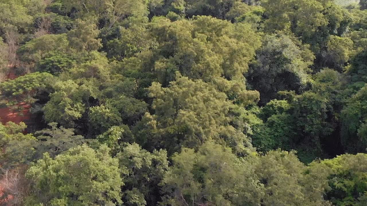 Drone Shot of a Cambodian Forest