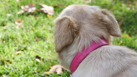 dog with pink collar in grass