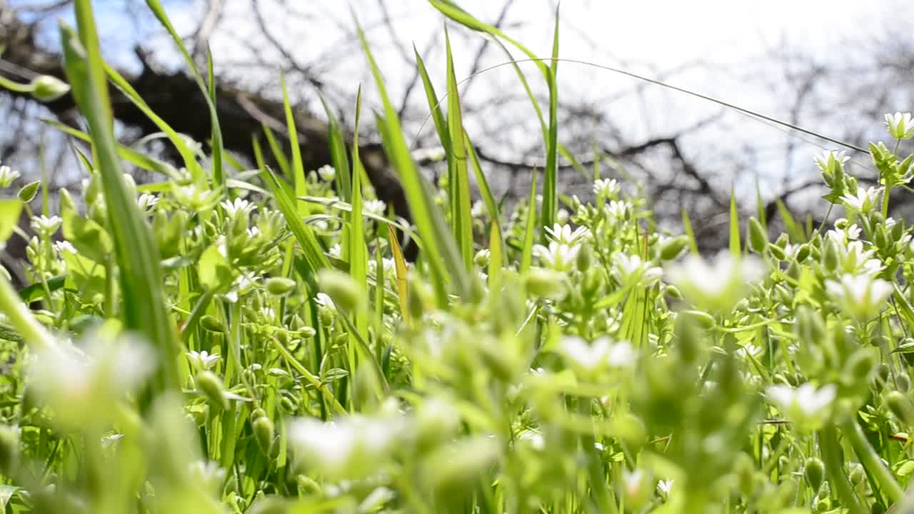 Rural areas. Wild flowers