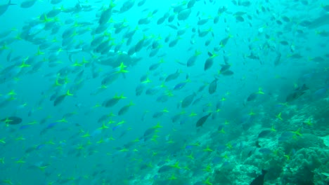 Banco-De-Peces-Nadando-Con-Un-Buzo-En-Raja-Ampat,-Indonesia