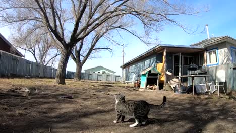 slow motion - throwing a stick at a tabby cat in the backyard of a home in the country