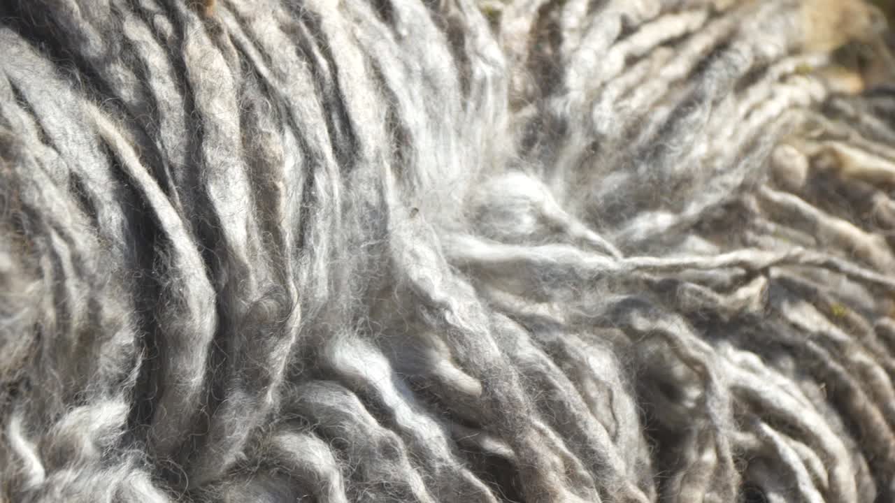 정원에 있는 순종 풀리 개의 긴 머리를 닫습니다