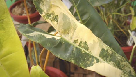 Primer-Plano-De-Una-Rara-Y-Costosa-Hoja-De-Philodendron-Billietiae-Variegata,-Una-Planta-De-Interior-Exótica