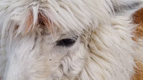 close-up of the eye of a white llama