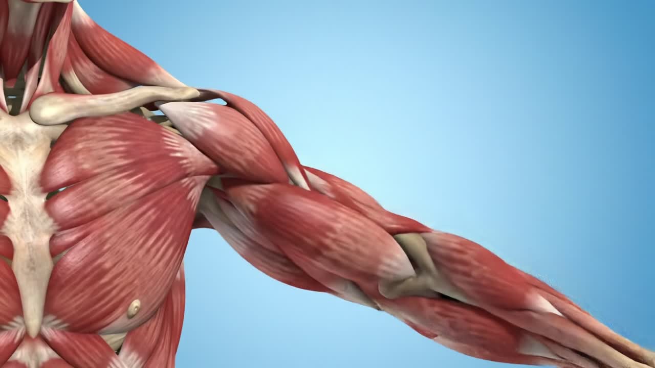 Detailed Anatomical Representation of Human Arm Musculature: Exploring Muscle Layers, Tendons, and Structure for Educational Purposes