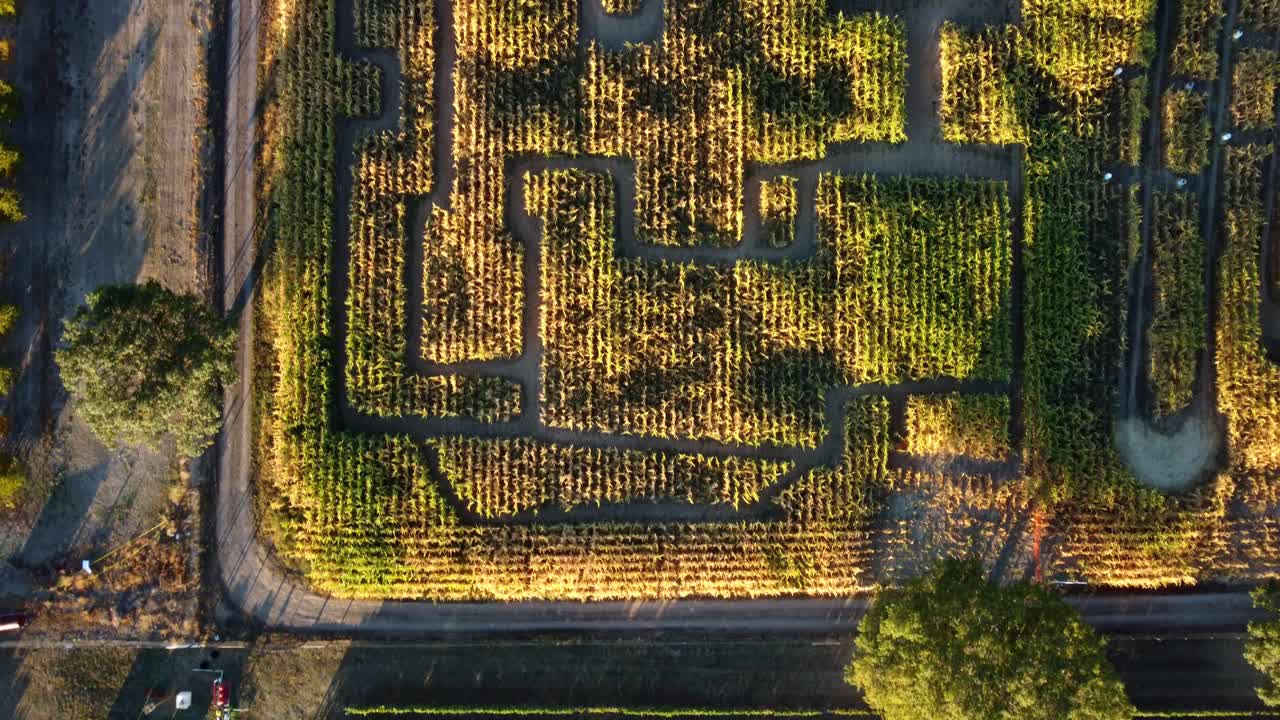 미국, 오레곤, 피닉스 - 가을 추수 축제를 위해 설정된 꿩 밭 농장의 옥수수 미로 오버헤드 드론