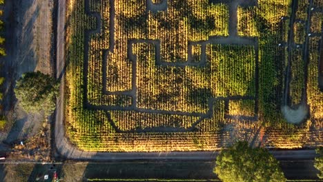 US,-Oregon,-Phoenix---Drone-overhead-of-Pheasant-Fields-Farm's-Corn-Maze-set-up-for-the-fall-Harvest-Festival