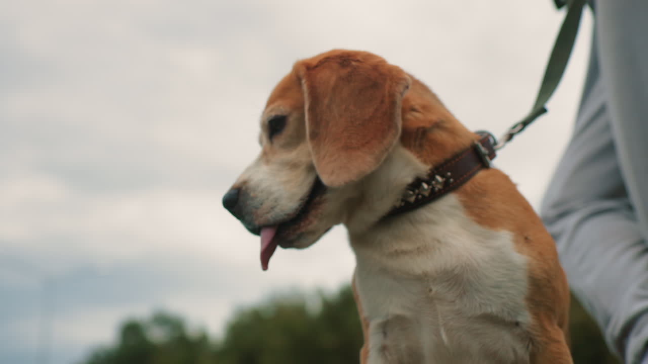 Beagle dog sitting calmly panting with tongue out looking around during outdoor training session trainer standing beside holding leash under cloudy sky peaceful environment green trees