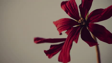 close-up of a dried red flower