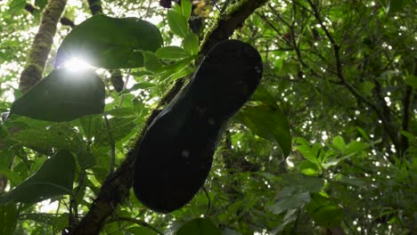 Bottom-Shot-of-Shoe-Hanging-From-Tree