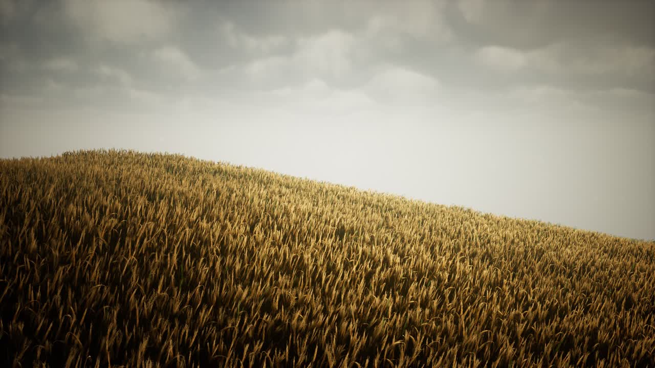 Dark stormy clouds over wheat field
