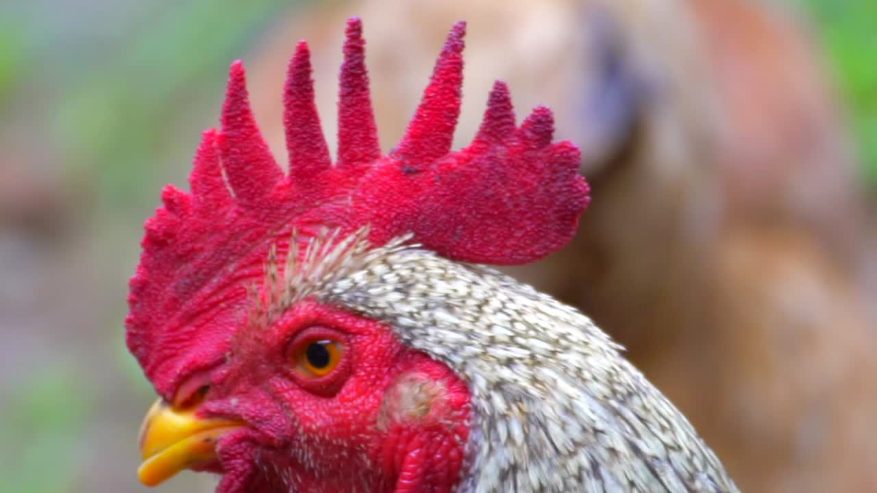 pollo buscando una pelea de primer plano