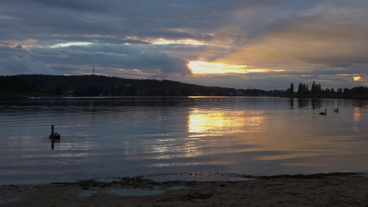 three swans in a lake at sundown
