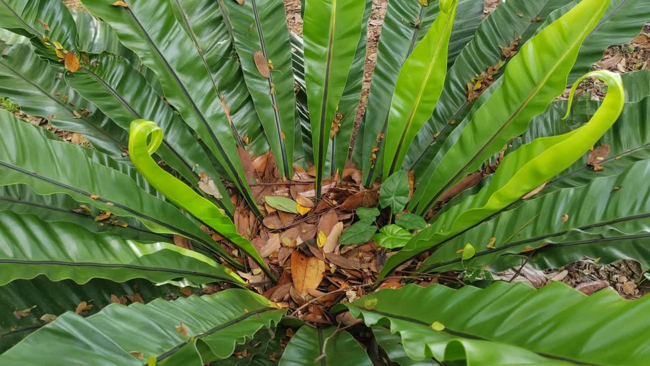 The wild Bird's Nest Fern (Asplenium Nidus) thrives in humid tropical areas, often growing on tree barks. Now popular as a decorative plant.