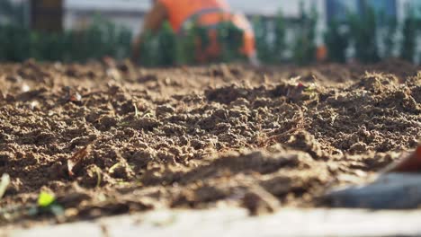 prepared soil
