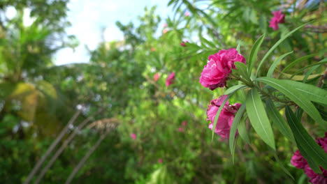 beautiful pink flower with blue sky background