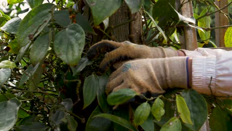 Agricultor-Recogiendo-La-Mejor-Pimienta-Orgánica-Directamente-De-La-Planta,-Con-Las-Manos-Cerca-Del-Concepto-De-Cosecha