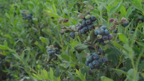 Blueberry-bush-branch-on-farm-gently-blowing-in-breeze,-soft-focus-background
