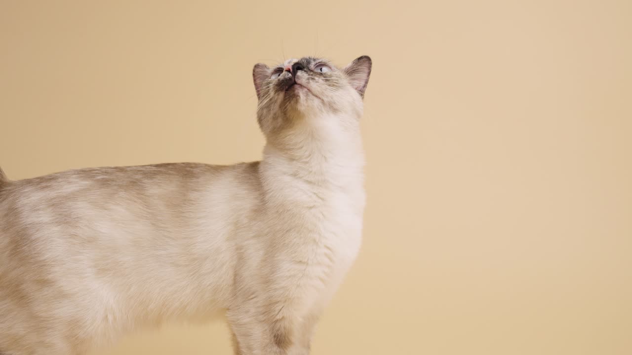 Gatto carino che si lecca le labbra e si guarda intorno in studio