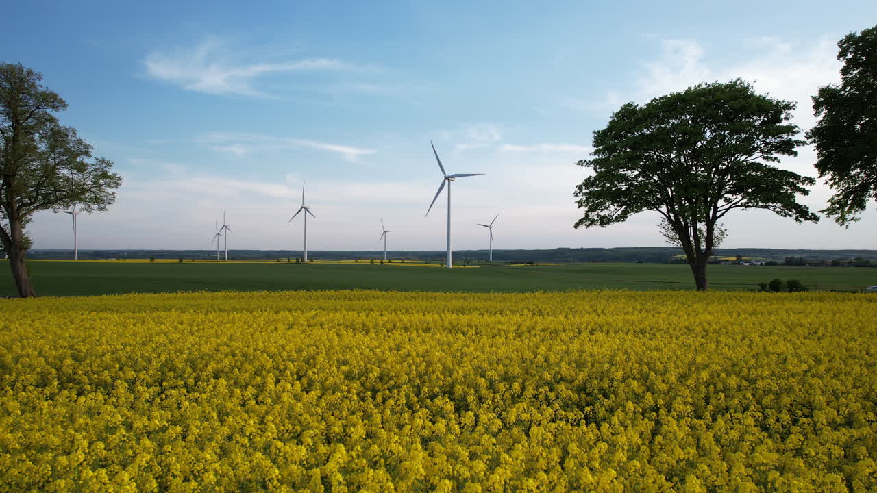 Trucking pan across vibrant yellow canola rapeseed field with wind turbines behind