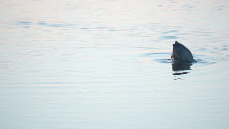 hungry eurasian coot dives deep under water foraging and eating algae at sunset