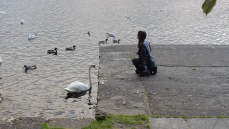 Woman kneeling by river wall feeds swan, pigeons, and ducks on cloudy day