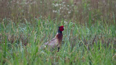 a ring necked pheasant in the wet morning grass in a field