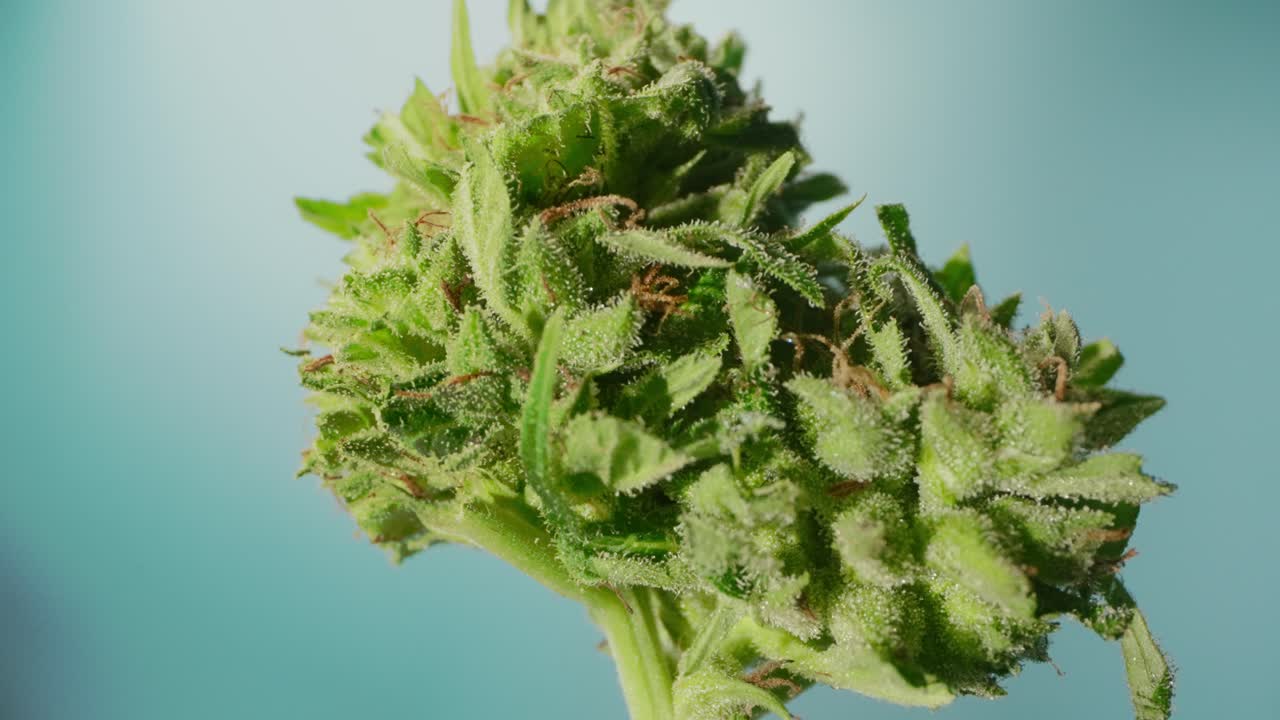 대마초  ⁇ 의 확대 대세 세부 사항 트리코마, 탐사 렌즈