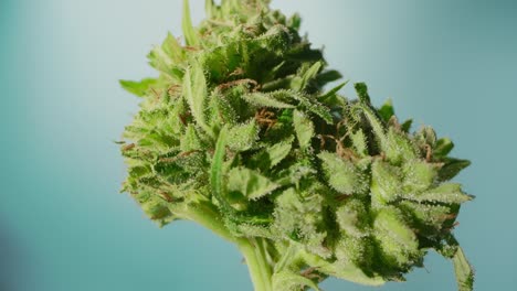 acercamiento del capullo de cannabis detalle macro de los tricomas, lente de la sonda