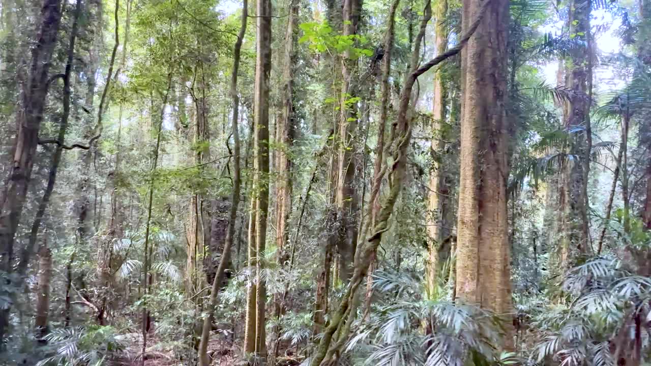 Camera slowly pans across dense, sunlit rainforest with tall trees and lush undergrowth