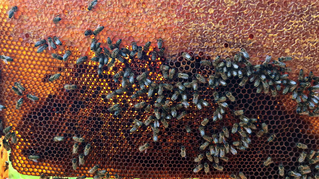 A beehive frame covered in honeybees and beeswax is held and placed inside a bee box