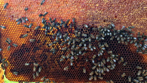 a beehive frame covered in honeybees and beeswax is held and placed inside a bee box