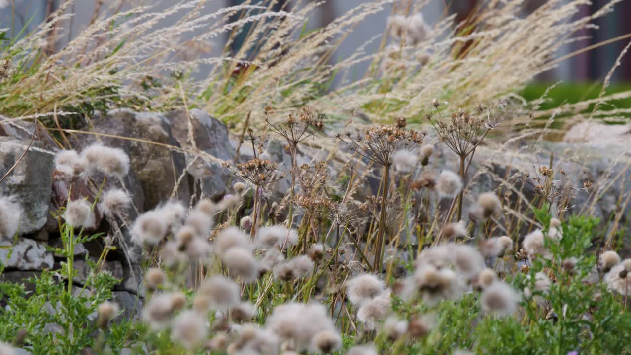 Windy roadside scene with wildflowers, tall grasses, stone wall, and passing vehicles in daylight