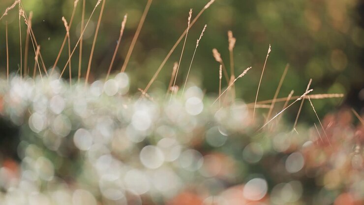 Dry blades of grass stick out of the soft undergrowth in the autumn tundra