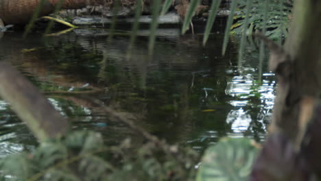 Fischschwimmen-Im-Teich-Im-Tropischen-Gebiet---Breit---Blätter-Ohne-Fokus-Im-Vordergrund