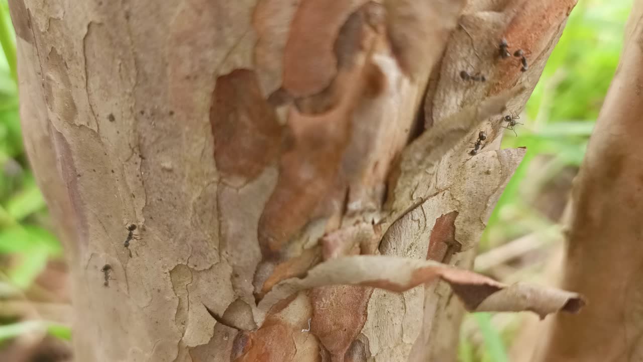 un gruppo di formiche su un pezzo di legno secco