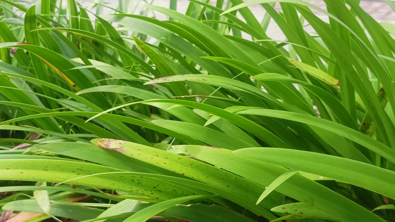 vista de las plantas de luzula sylvatica en el exterior
