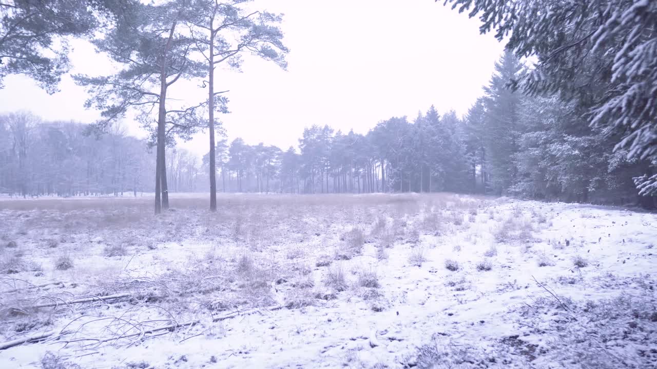 눈 인 겨울 숲 풍경