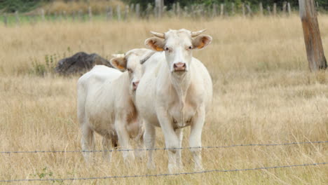 Male-Cow-of-the-Charolais-breed-in-a-dry-pasture-looking-straight-ahead,-Poitou-Charente,-France,-Europe