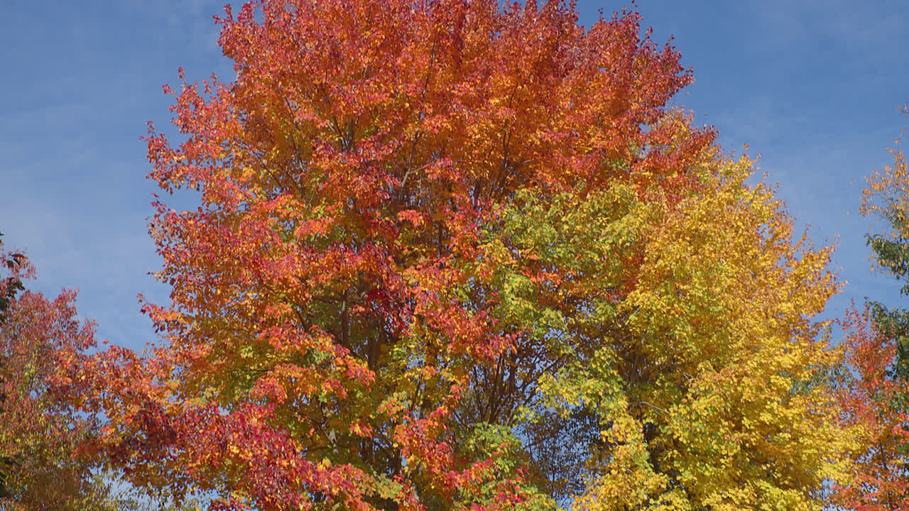 카메라가 빠르게 기울어지면서 화려한 주황색, 노란색, 빨간색 및 녹색 잎을 드러내면서 밝은 가을 잎은 푸른 하늘을 배경으로 나무에 휴식을 취합니다.
