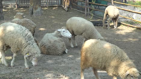 varias ovejas en una pequeña granja de pueblo de tailandia en paddock p2