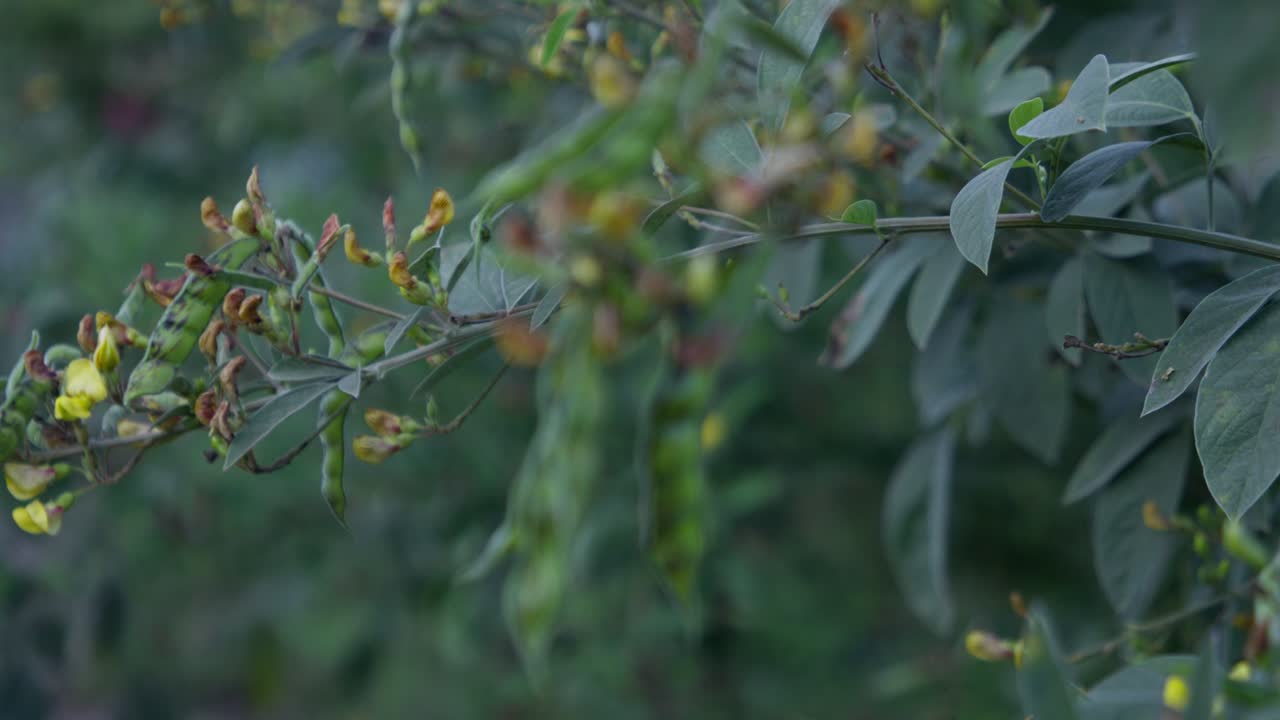 A rack focus closeup of a cluster of pigeon peas fruit (Legume) in the tree with sunlight in the garden