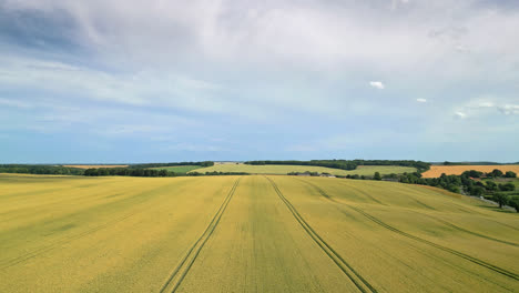 Drone-captures-UK-countryside,-rich-crop-fields-of-wheat-and-barley,-tractor-tracks,-country-road