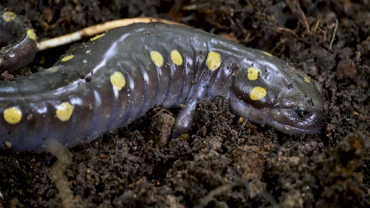Spotted Salamander in Soil