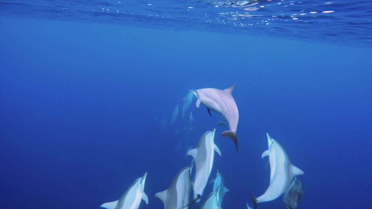 Un giocoso branco di delfini tursiopi sfiora appena la superficie dell'oceano, le loro forme lisce e grigie catturano i bagliori della luce solare dall'alto. Si muovono e girano in una danza subacquea senza sforzo